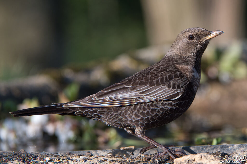 Ring Ouzel female adult, identification