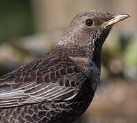 Ring Ouzel