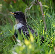 Ring Ouzel