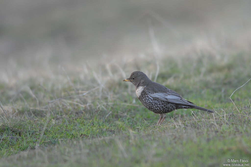 Ring Ouzel female adult breeding, identification