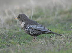 Ring Ouzel