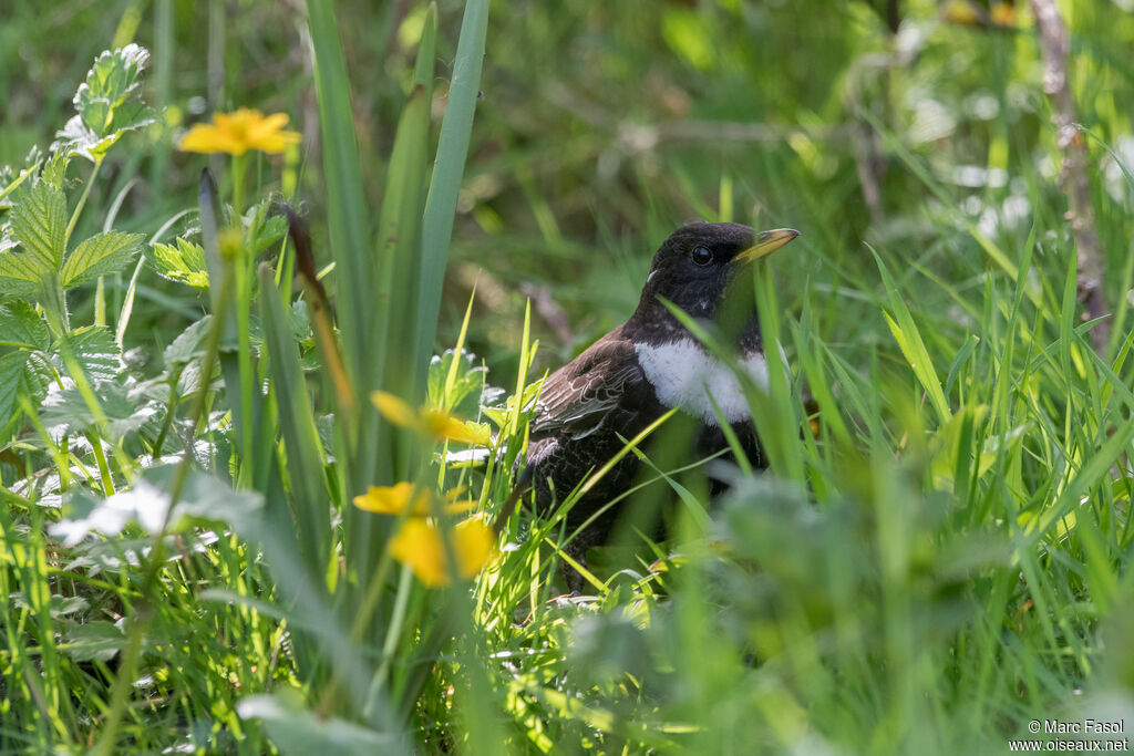 Ring Ouzel male adult, identification, walking