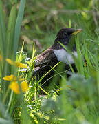 Ring Ouzel