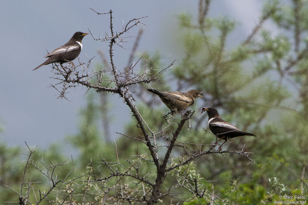 Ring Ouzel, identification, Reproduction-nesting