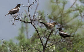 Ring Ouzel