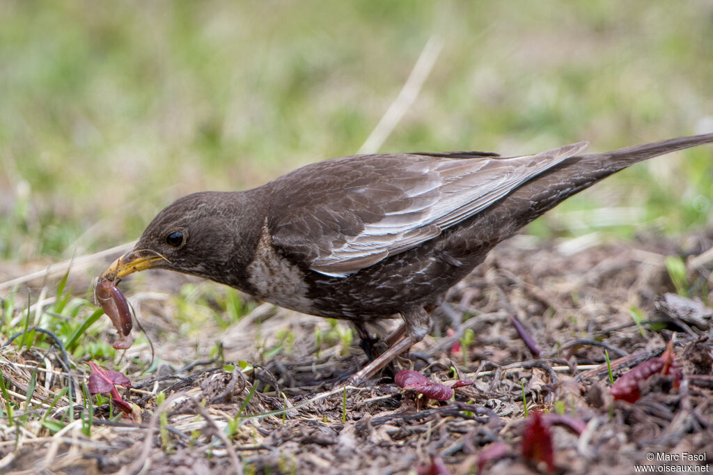 Ring Ouzel female adult breeding, identification, feeding habits, Reproduction-nesting