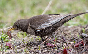 Ring Ouzel