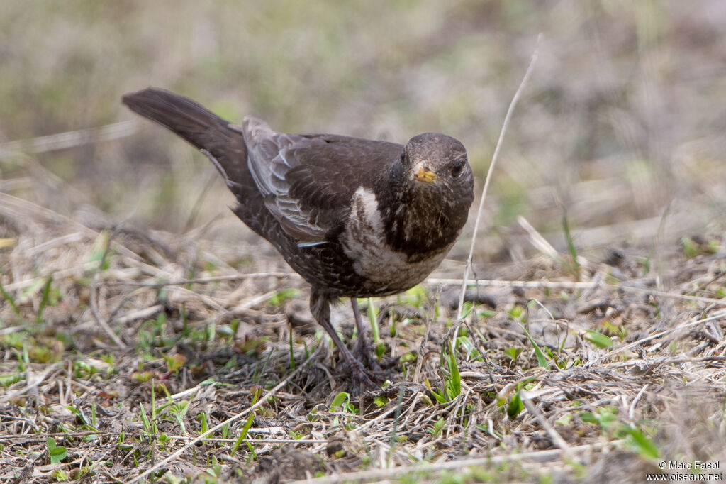 Merle à plastron femelle adulte, identification