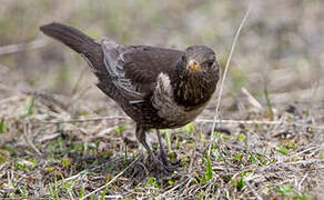 Ring Ouzel