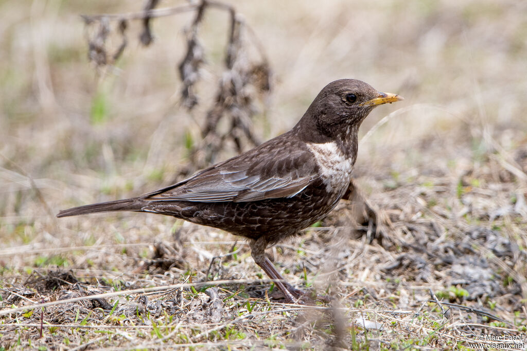 Merle à plastron femelle adulte, identification