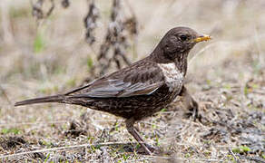 Ring Ouzel