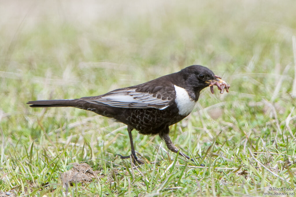 Ring Ouzel male adult breeding, identification, Reproduction-nesting