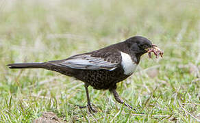 Ring Ouzel