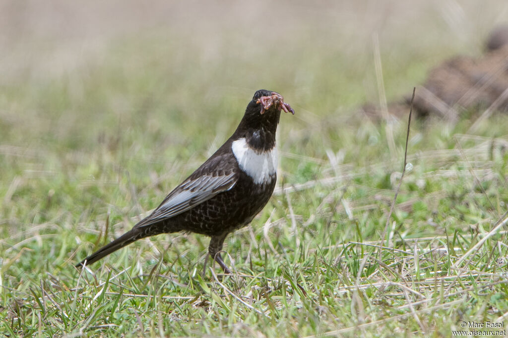 Ring Ouzel male adult breeding, identification