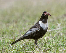 Ring Ouzel