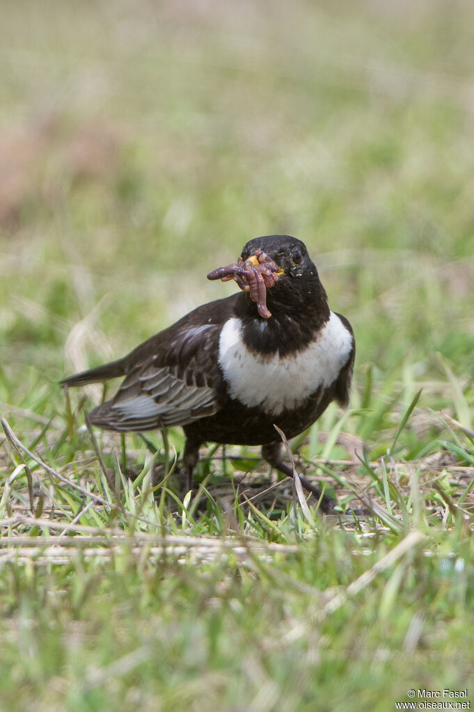 Ring Ouzel male adult breeding, identification, Reproduction-nesting