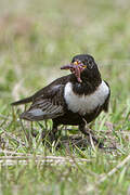 Ring Ouzel