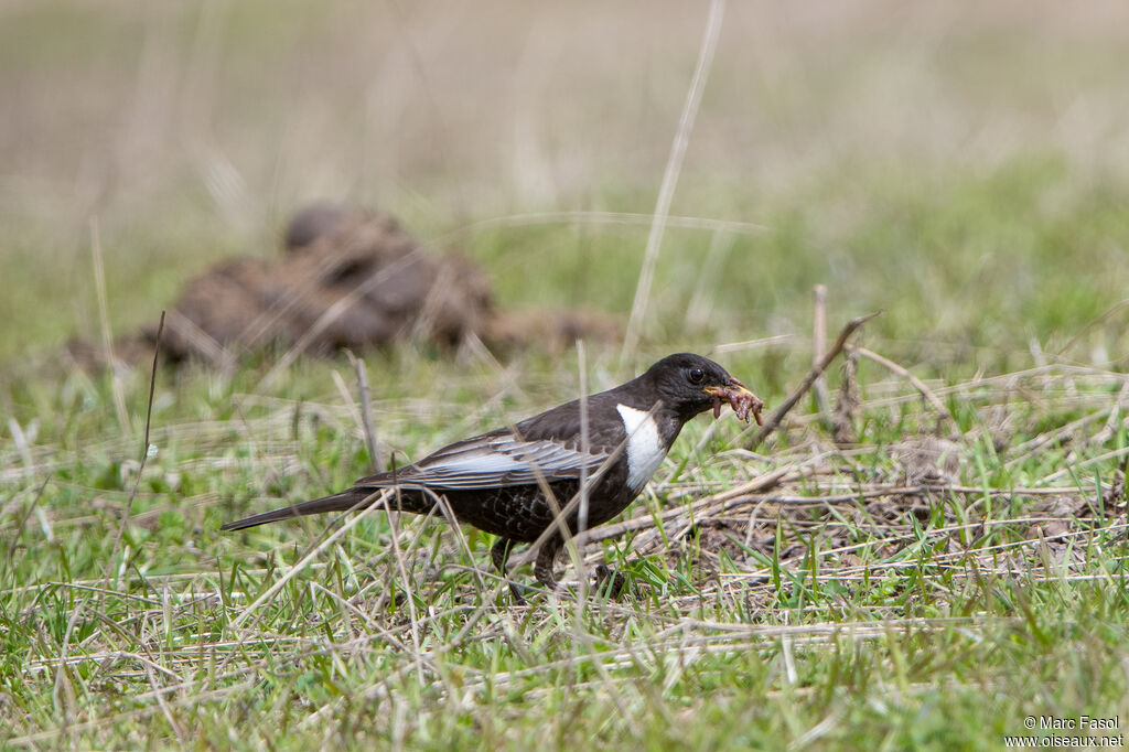 Ring Ouzel male adult breeding, identification