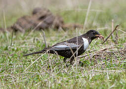 Ring Ouzel