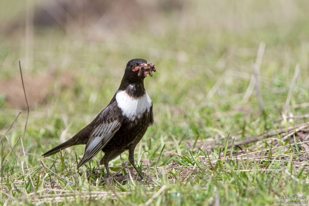 Ring Ouzel male adult breeding, identification, Reproduction-nesting