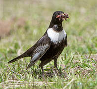 Ring Ouzel