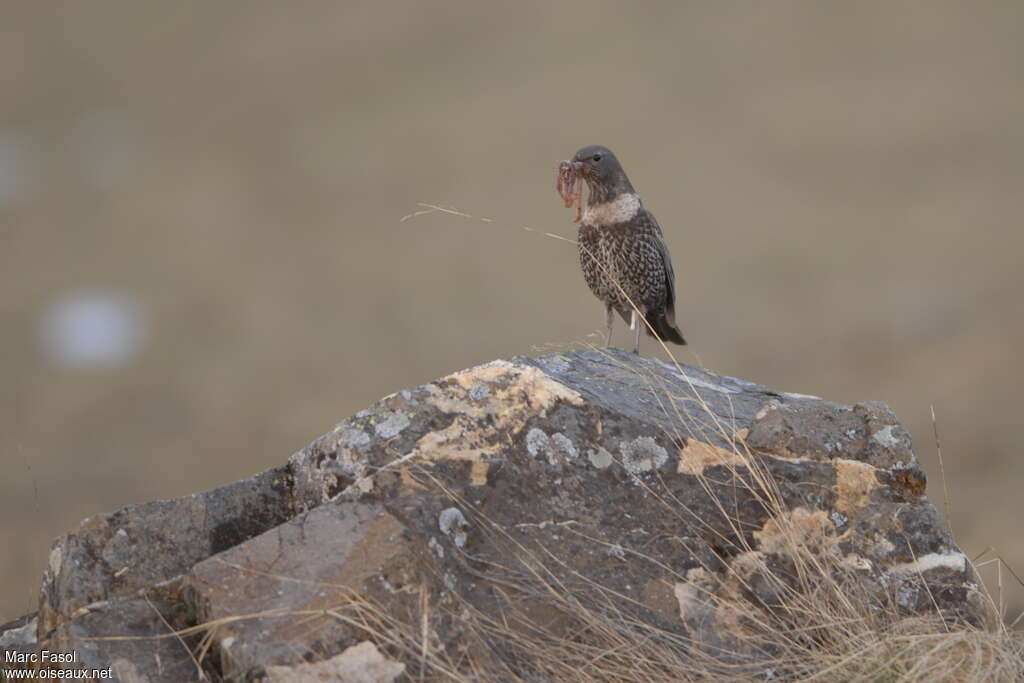 Ring Ouzel female adult breeding, feeding habits, Behaviour