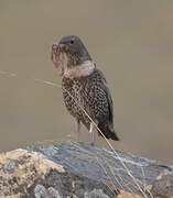 Ring Ouzel