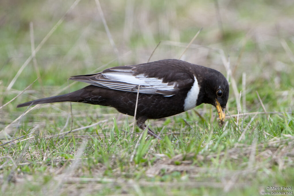 Ring Ouzel male adult breeding, identification, fishing/hunting