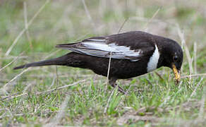 Ring Ouzel