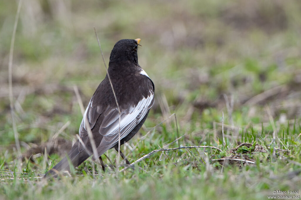 Ring Ouzel male adult breeding, identification