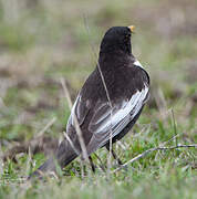 Ring Ouzel