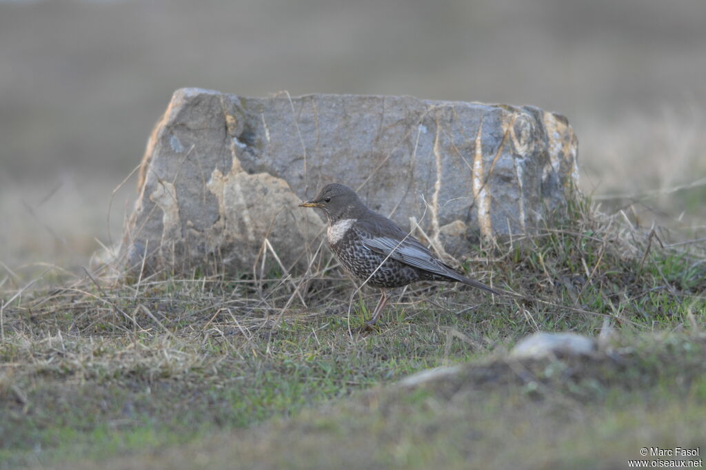 Ring Ouzel female adult breeding, identification