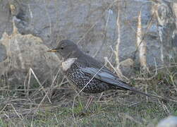 Ring Ouzel