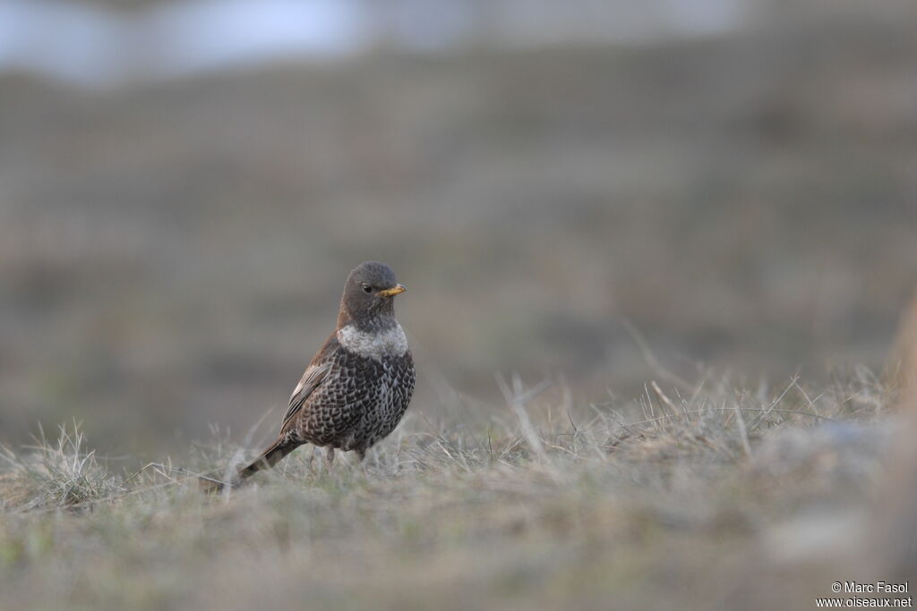 Ring Ouzel female adult breeding, identification