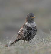 Ring Ouzel