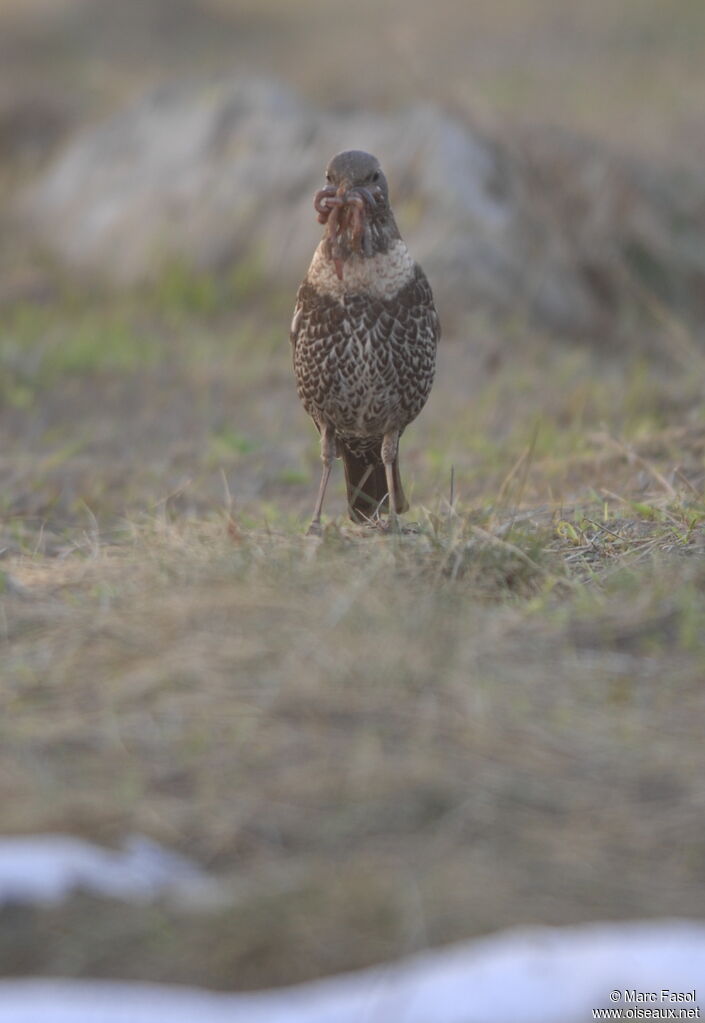 Ring Ouzel female adult breeding, feeding habits, Reproduction-nesting