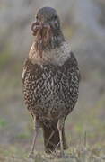 Ring Ouzel