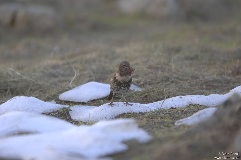 Ring Ouzel female adult breeding, feeding habits, Reproduction-nesting