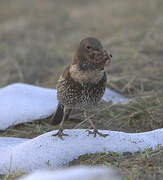 Ring Ouzel