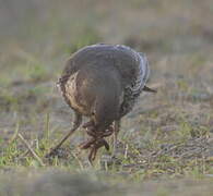 Ring Ouzel