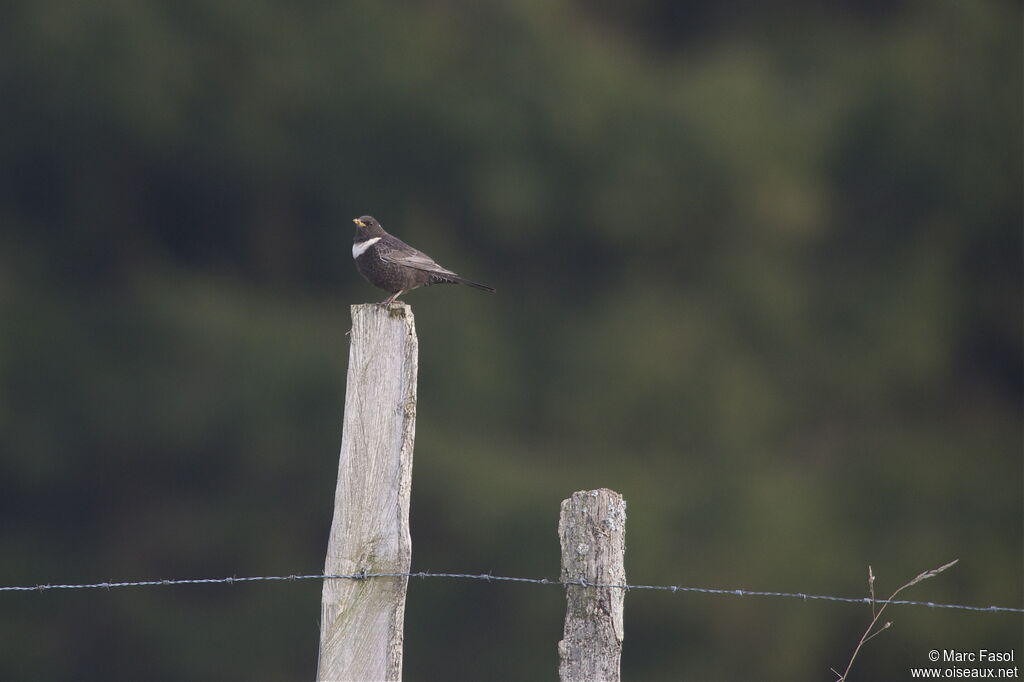 Ring Ouzel male adult breeding, identification