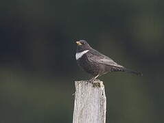 Ring Ouzel