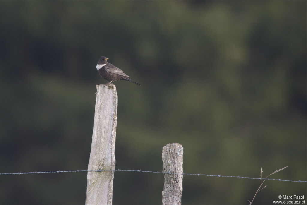 Merle à plastron mâle, identification