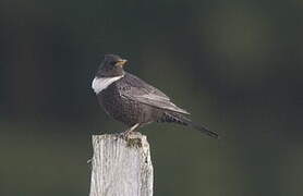 Ring Ouzel