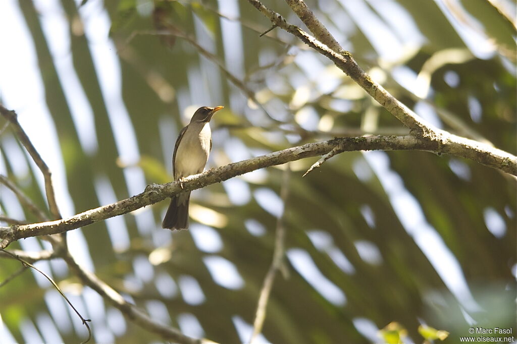 Merle à ventre clairadulte, identification