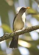 Creamy-bellied Thrush