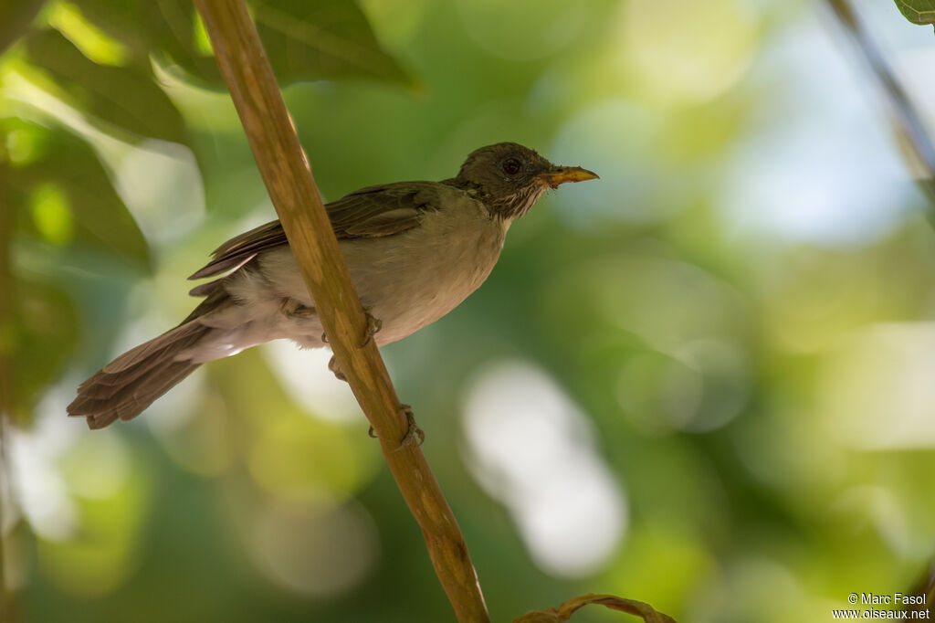 Creamy-bellied Thrushadult, identification, eats