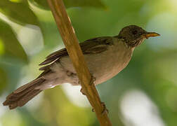 Creamy-bellied Thrush