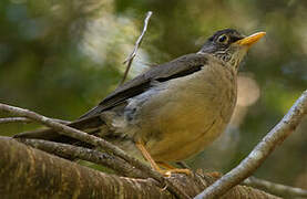 Austral Thrush