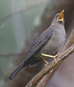 Chiguanco Thrush